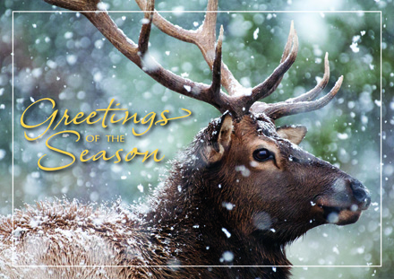 Deer Christmas Cards